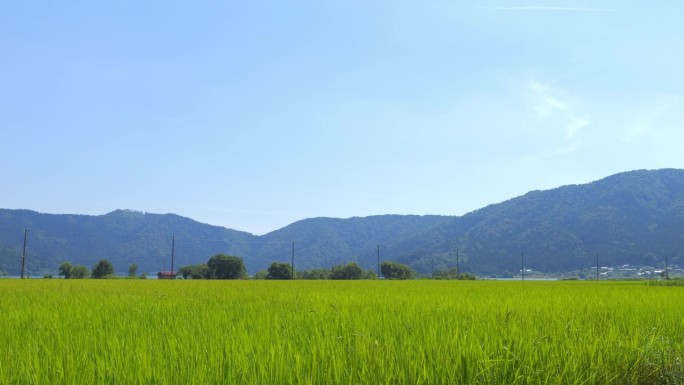 美丽的绿色稻田在农村。水稻种植。水稻农业。