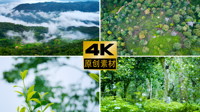 4k茶叶茶山茶园采茶红茶绿茶白茶普洱春茶