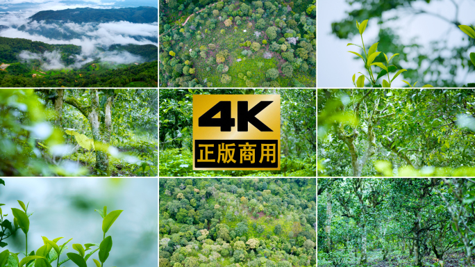 4k茶叶茶山茶园采茶红茶绿茶白茶普洱春茶