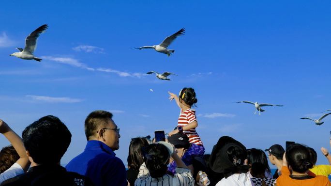 喂海鸥海边蓝天大海旅游拍照悠闲生活度假