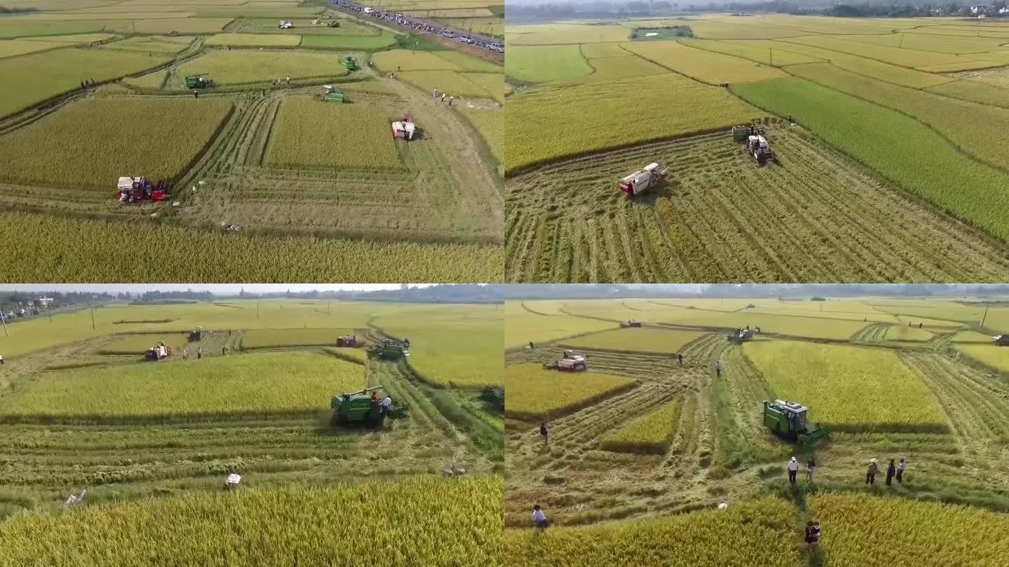 水稻基地收割水稻农业生产