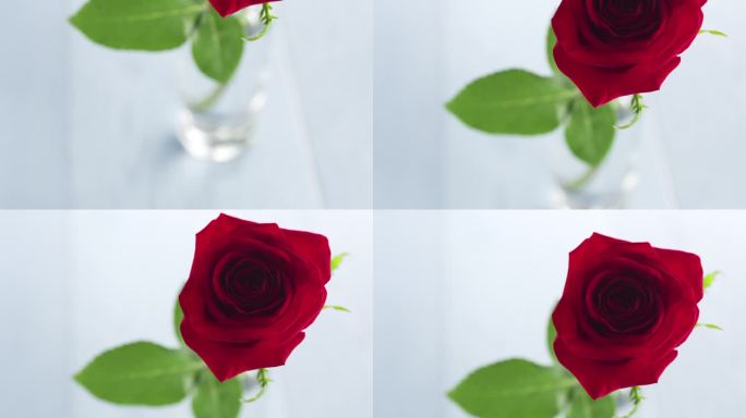 一朵红玫瑰装在玻璃杯里，放在蓝色的木桌盘上