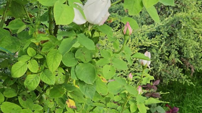 在炎热的夏日花园中，白色卷曲玫瑰的花蕾。这棵灌木的树龄大约是15年。