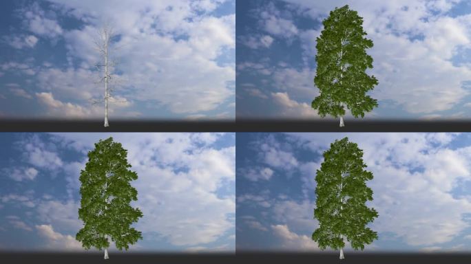 白桦树桦树三维生长动画