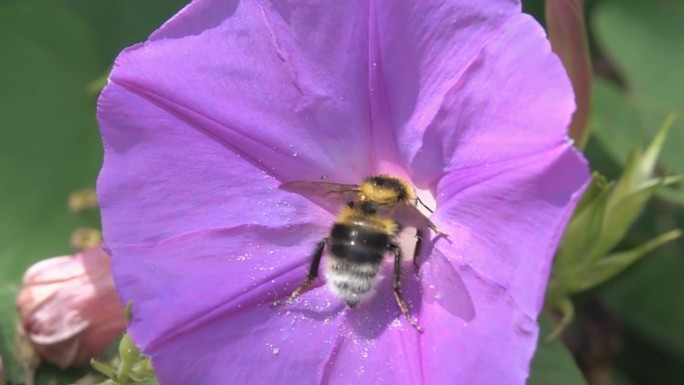 大黄蜂。紫色粉红色的双翅草花。