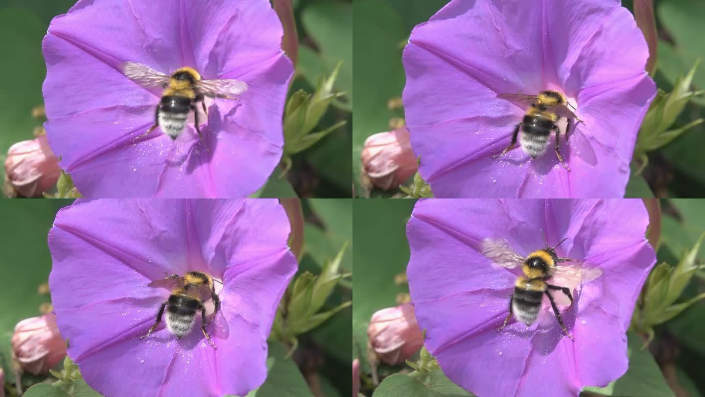 大黄蜂。紫色粉红色的双翅草花。