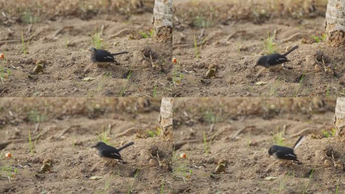 鸟麻雀吃地上的虫子，展示了鸟的本性。它捕猎、啄食和觅食爬行的小昆虫，这是野外的天然早餐。野生动物概念