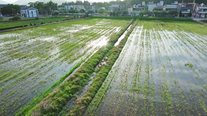 4k水稻培育秧苗粮食安全绿色稻田生态航拍