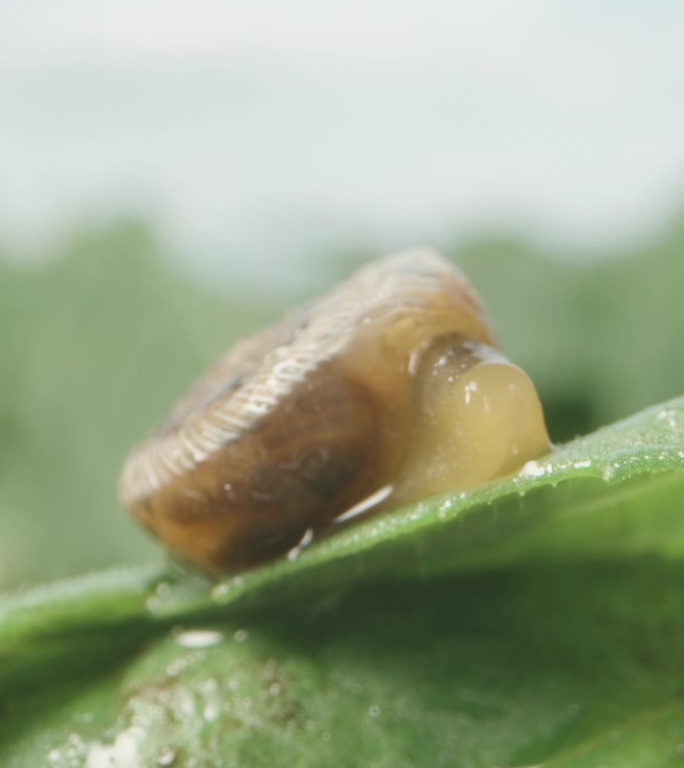 一下雨，薄荷叶上的小蜗牛就躲进壳里。垂直视频。