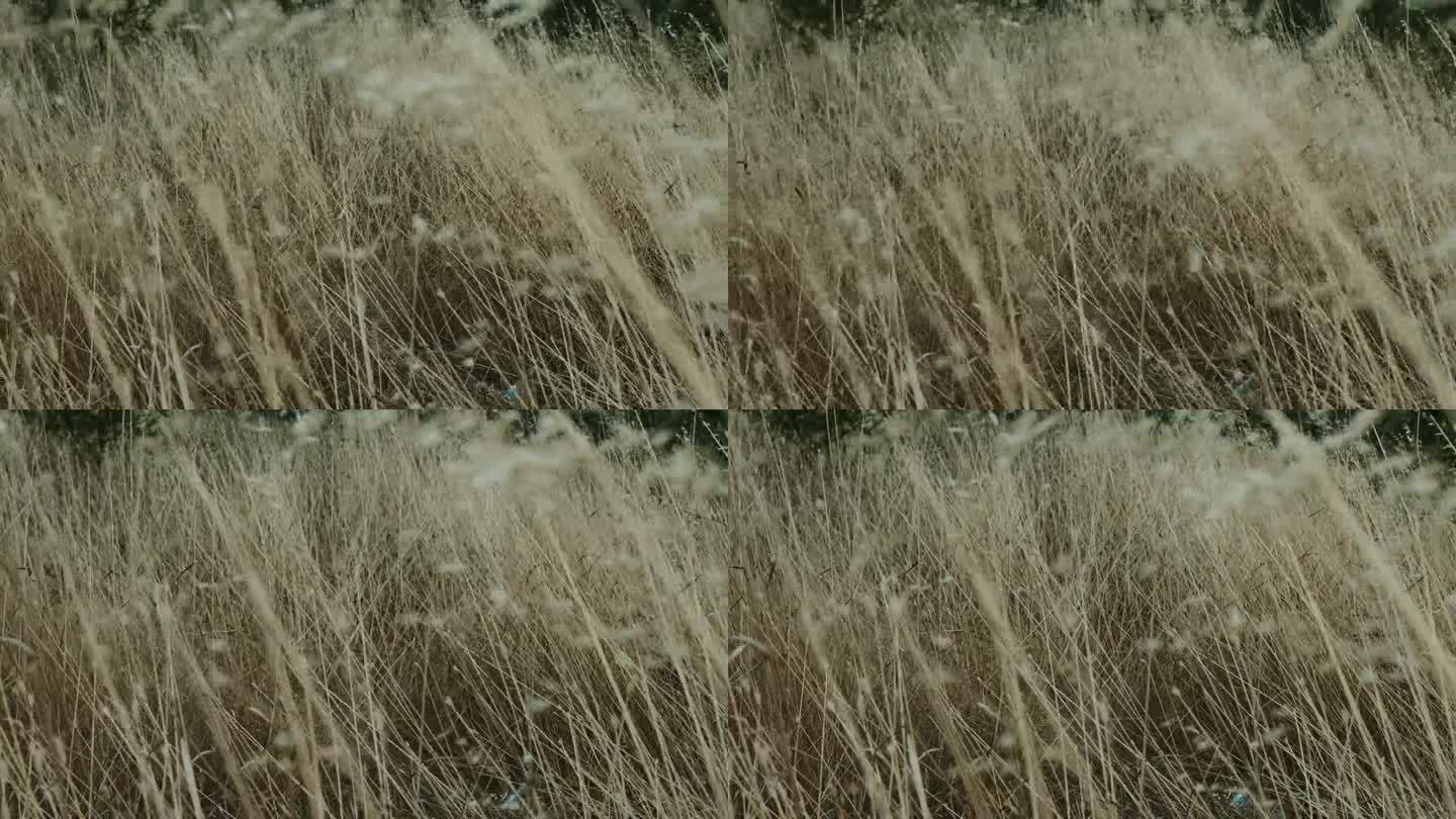 高高的草在风中摇曳。新西兰亚麻。雨前的风摇动着田野里的草叶。等待雷雨。独立电影，塔可夫斯基。