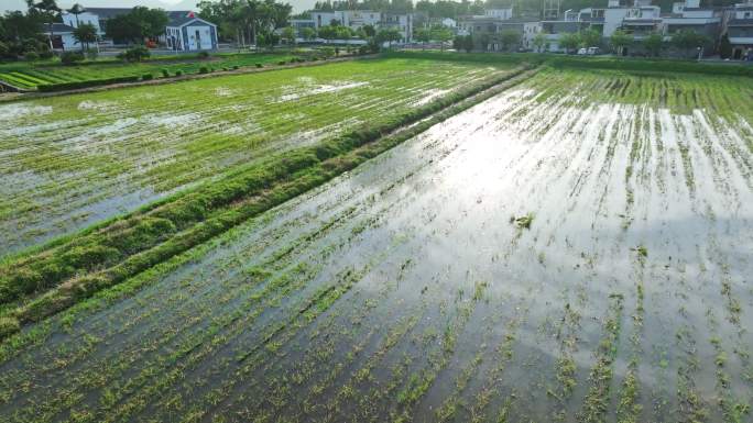 4k水稻培育秧苗粮食安全绿色稻田生态航拍