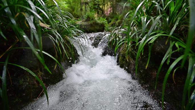 唯美溪流小溪流水原始生态清澈山泉视频素材