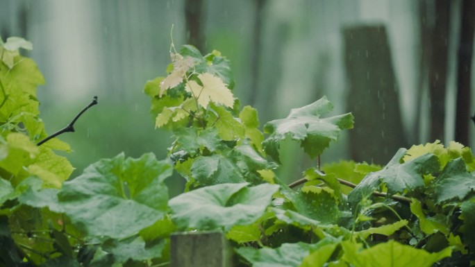 雨中树叶下雨慢动作