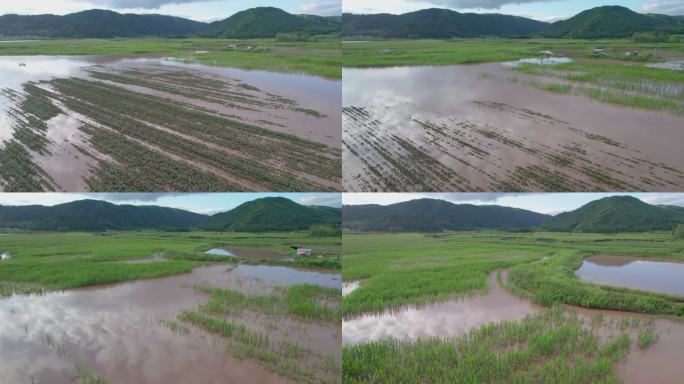 4k航拍雨后被淹的农田