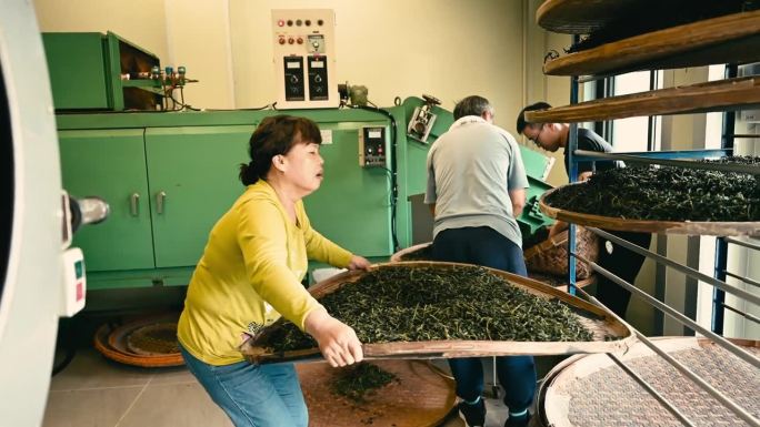 经验丰富的乌龙茶工匠，在自己的茶厂用现代化的设备生产绿茶。