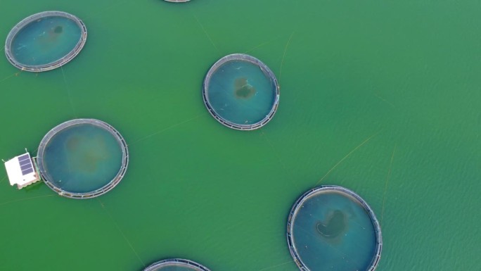 深海大型圆形网箱中商业鱼虾养殖的航拍图