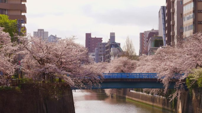 东京目黑河沿岸樱花盛开