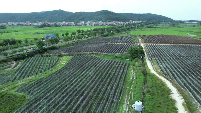 航拍一镜到底海陵岛新农村圣女果种植基地