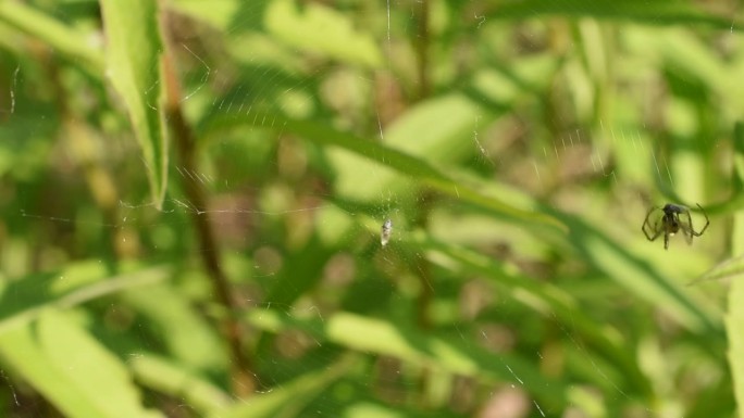 织球者注意到网里夹着一只苍蝇。