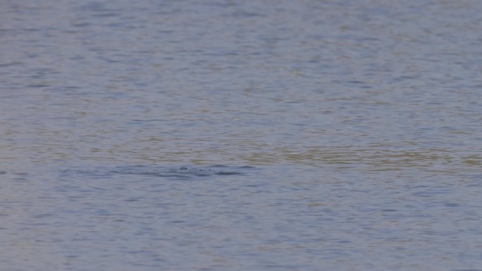 湿地里的青头潜鸭