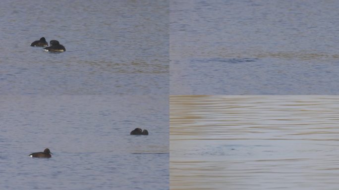湿地里的青头潜鸭