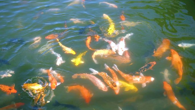 一群金鱼在游动