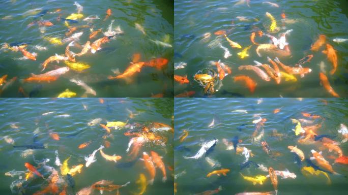 一群金鱼在游动