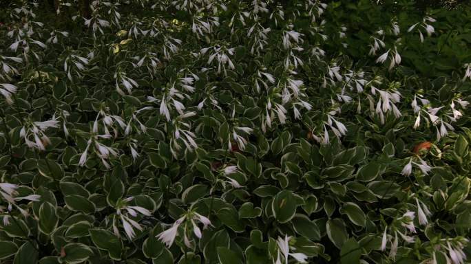 玉簪 生境 植株 花 花蕾 花蕊 叶