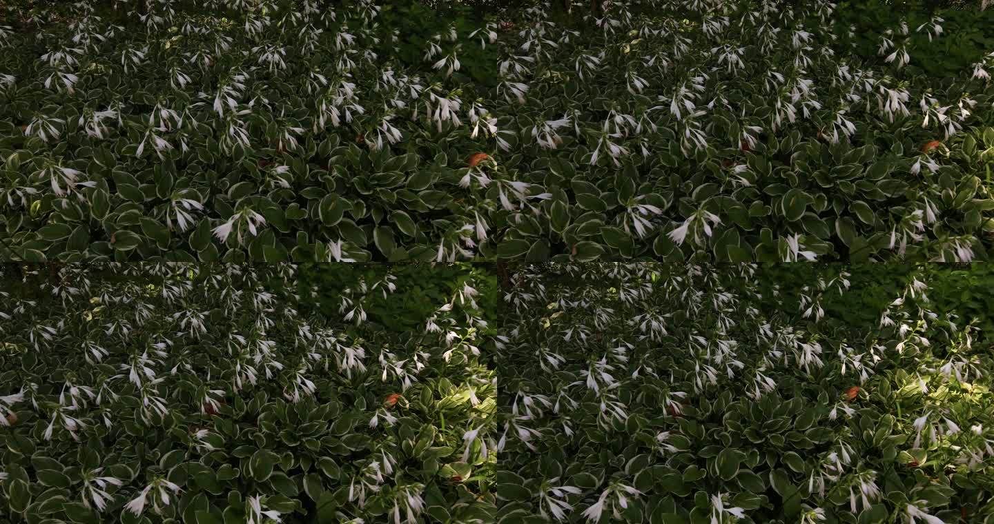 玉簪 生境 植株 花 花蕾 花蕊 叶