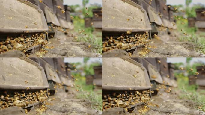 阳光下的蜂巢成群蜜蜂飞舞