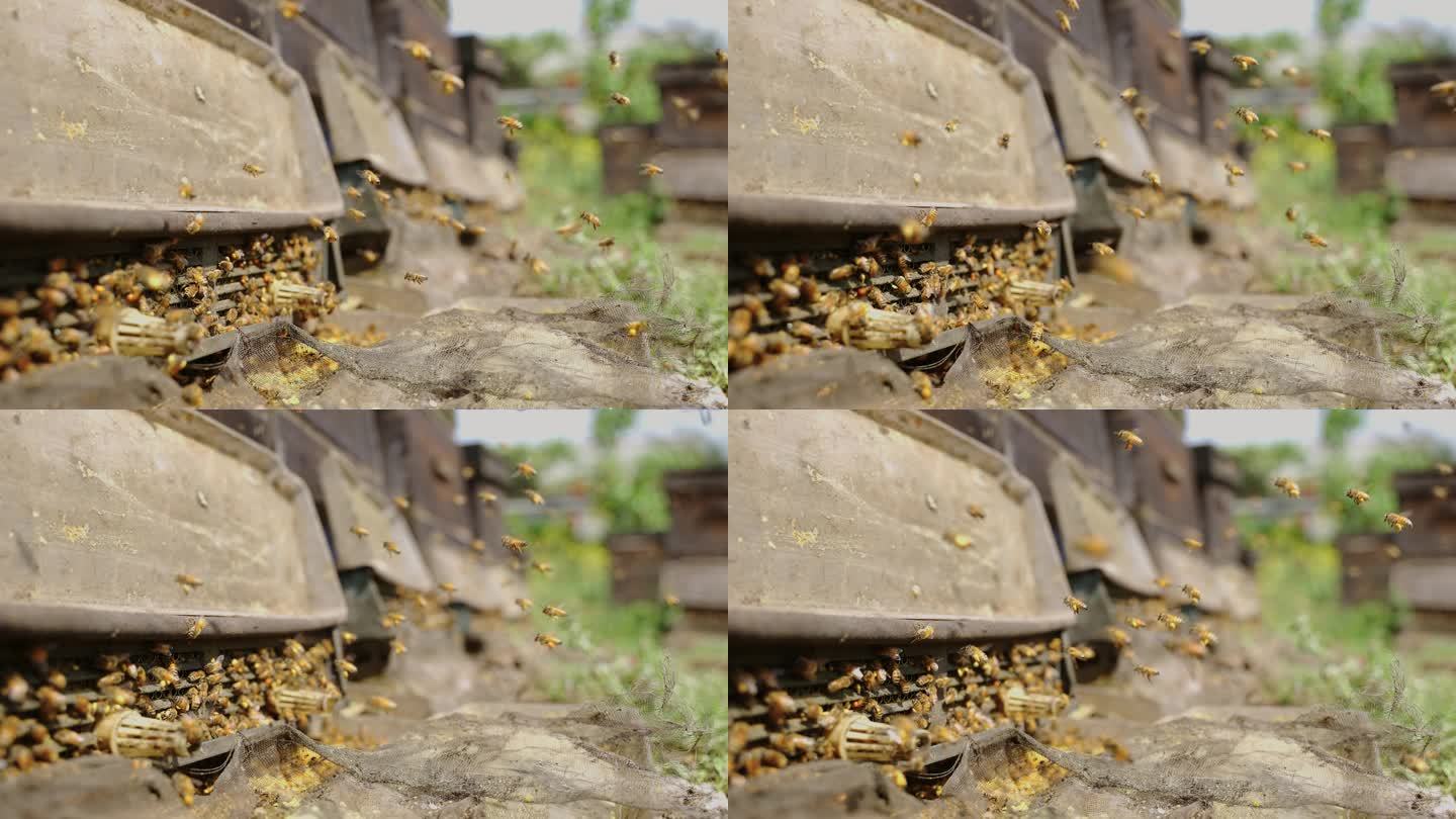 阳光下的蜂巢成群蜜蜂飞舞