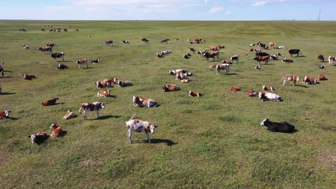 内蒙古大草原牛羊成群