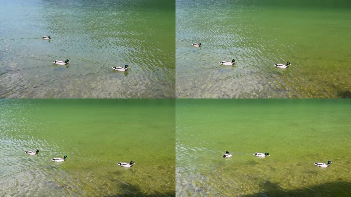 野鸭在湖里游泳。湖水清澈如水晶。