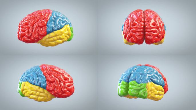 3d彩色大脑旋转，伟大的思想概念，循环