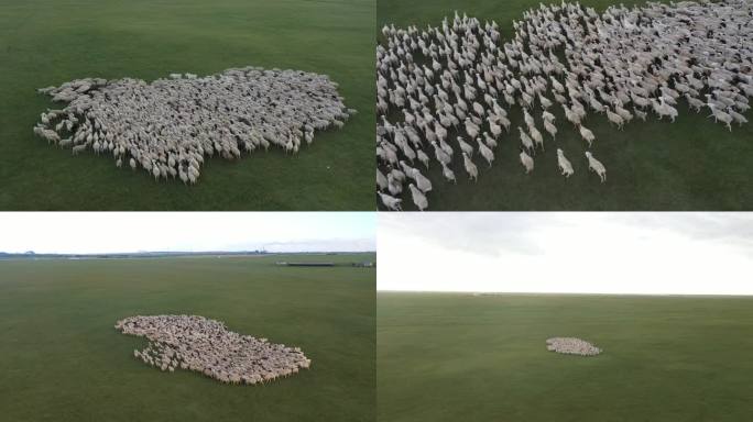 内蒙古大草原牛羊成群
