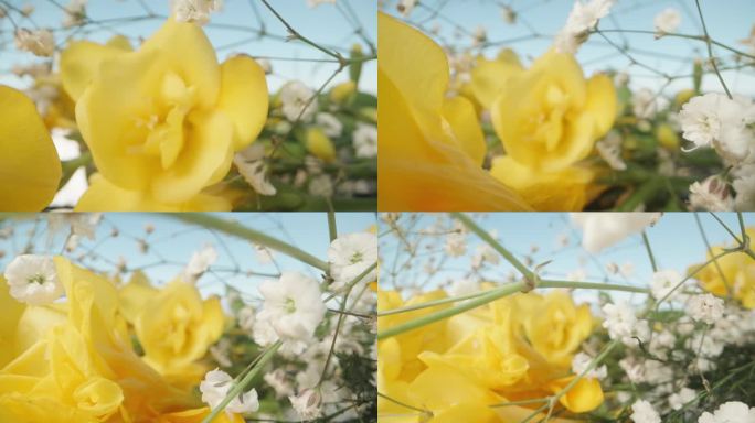 黄色的小苍兰花和白色的Gypsophila花在一起。多莉滑块极端特写。