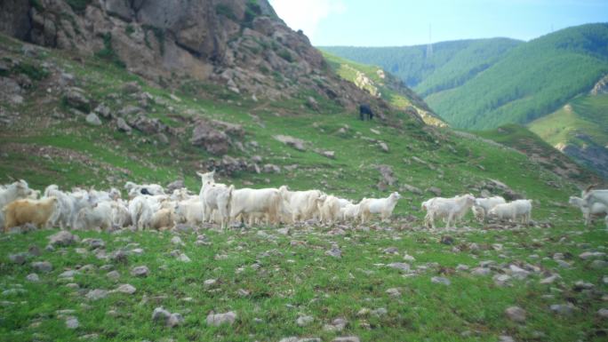 山谷牧羊