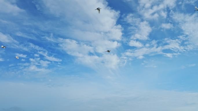 4K升格白鹭群飞湿地乡村农田生态保护航拍