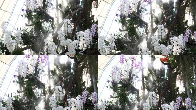白色的兰花排列在植物圆顶上，水和雾洒4k