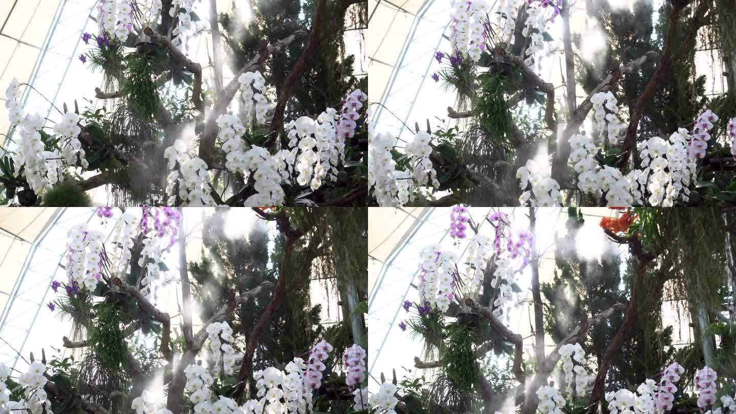 白色的兰花排列在植物圆顶上，水和雾洒4k