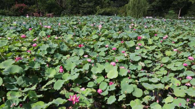 虎丘夏季风光