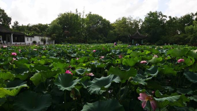 虎丘夏季风光