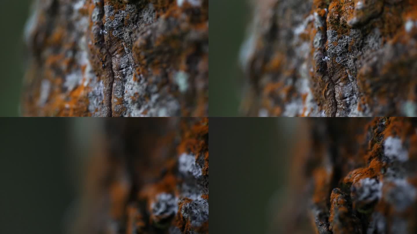 W云南普洱室外树木上的真菌类与蚂蚁特写