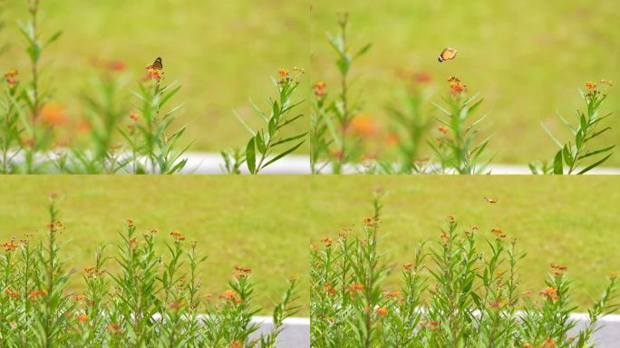 彩蝶飞舞，蝴蝶在花丛中飞舞4k视频素材