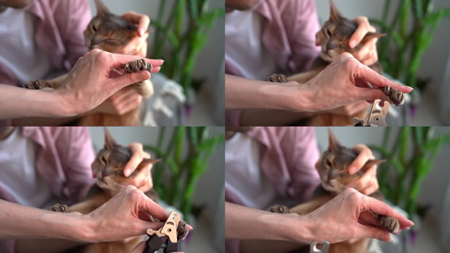 剪蓝色阿比西尼亚猫爪。宠物主人男女一起在家里用剪刀给猫修剪指甲。概念宠物保健和爱护动物。生活方式和宠