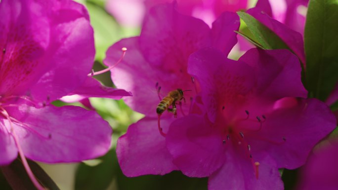 蜜蜂在杜鹃花上采蜜飞舞