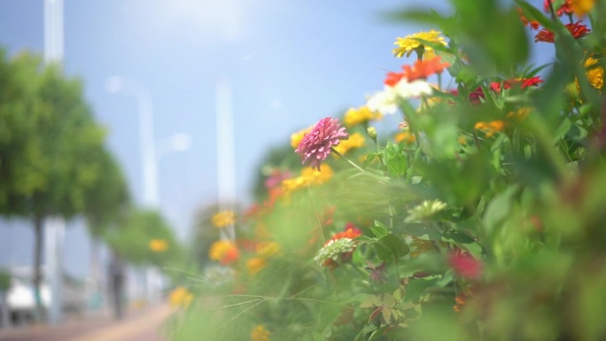 小野菊 黄色的 植物 公园风景 花丛中