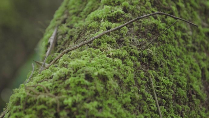 W云南普洱森林中被青苔覆盖的树木实拍特写