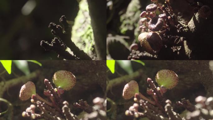 W云南普洱森林中的某种果实实拍特写