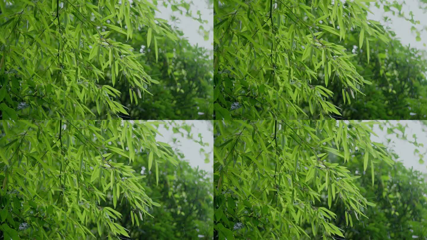 雨滴落在绿色的竹叶上
